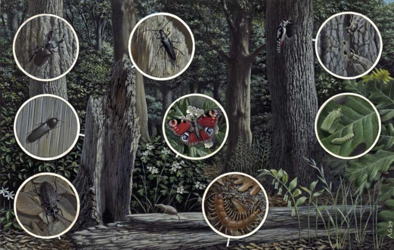 2 Bosco acrilico su cartonc