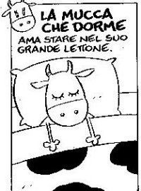 Mucca