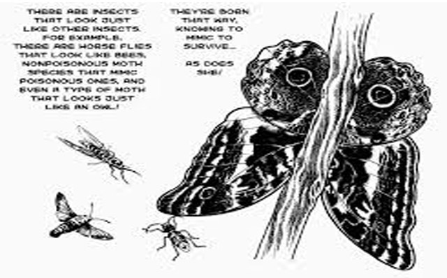 La cronaca degli insetti umani Osamu Tezuka
