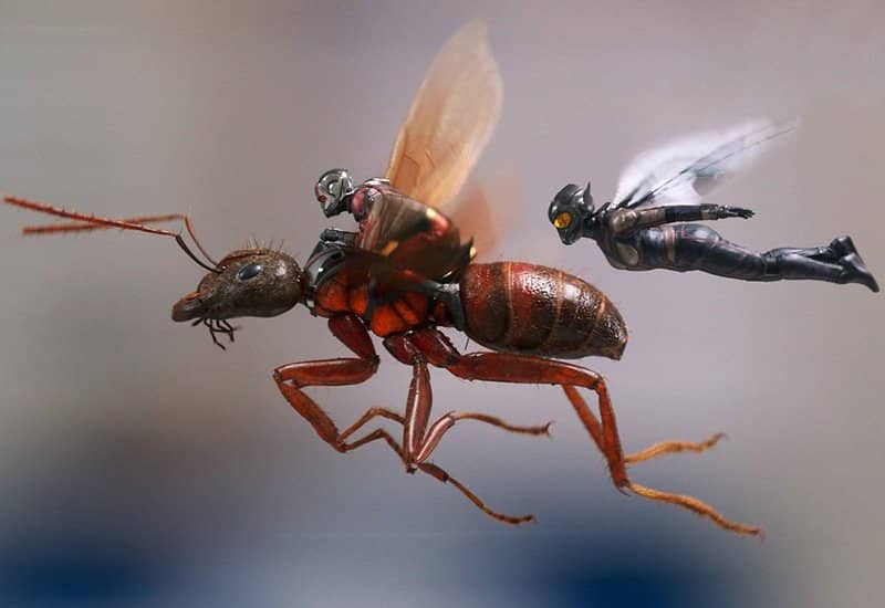 Antman1