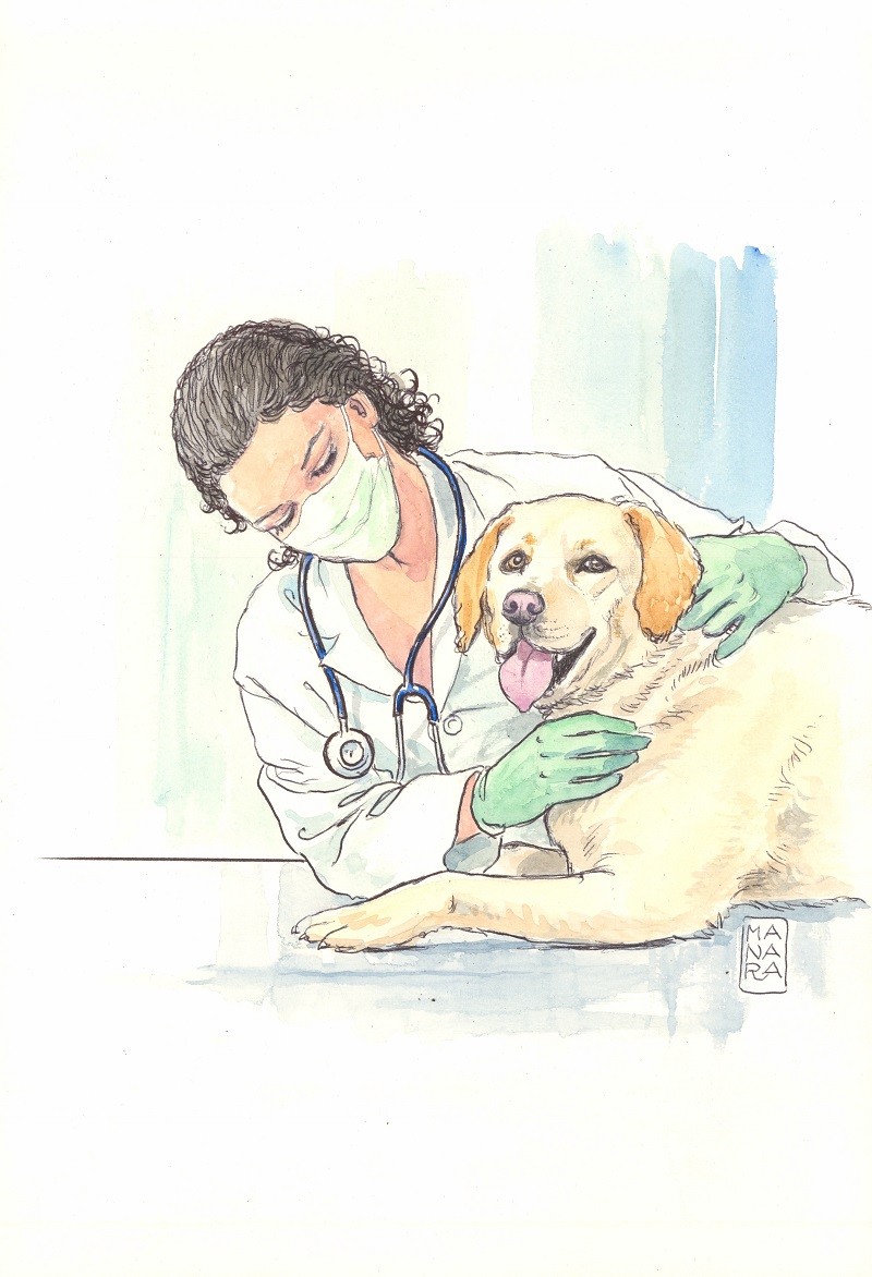 Veterinaria e labrador