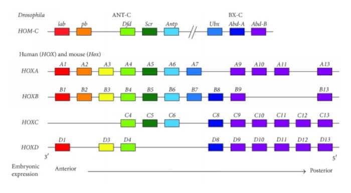 hox-transcription-factor-hor