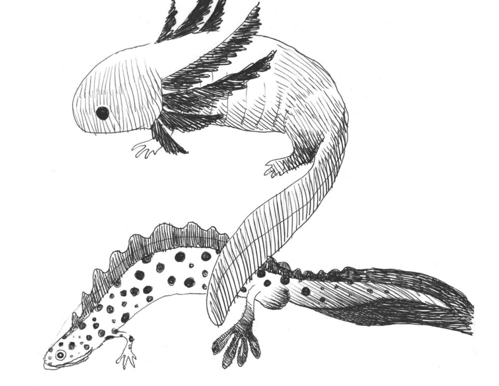 Bestiario4