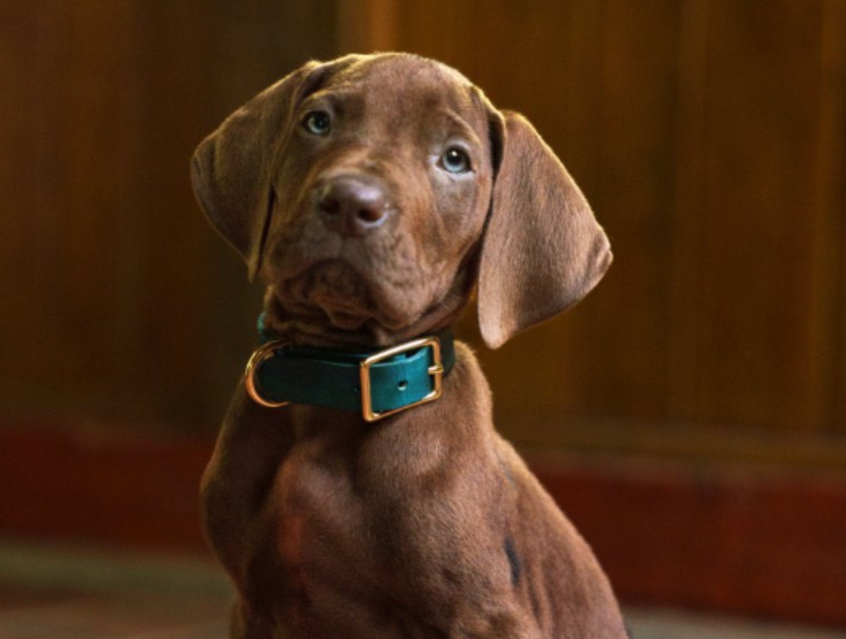 Scoobydoo